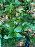 6" Tradescantia Green plant photo