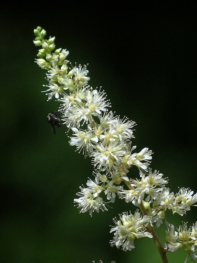 Astilbe Sprite 19cm plant photo