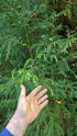 Japanese Cedar &
