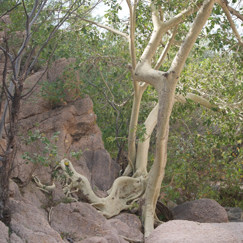 4" Ficus Petiolaris plant photo