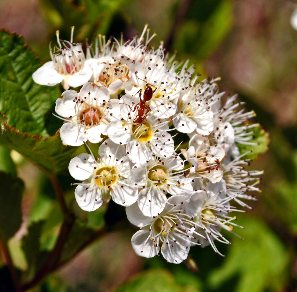 Ninebark &