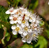Ninebark &