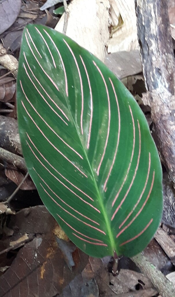 6" Calathea White Star plant photo