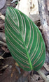 6" Calathea White Star plant photo