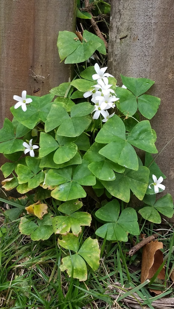 4" Oxalis Green Shamrock plant photo