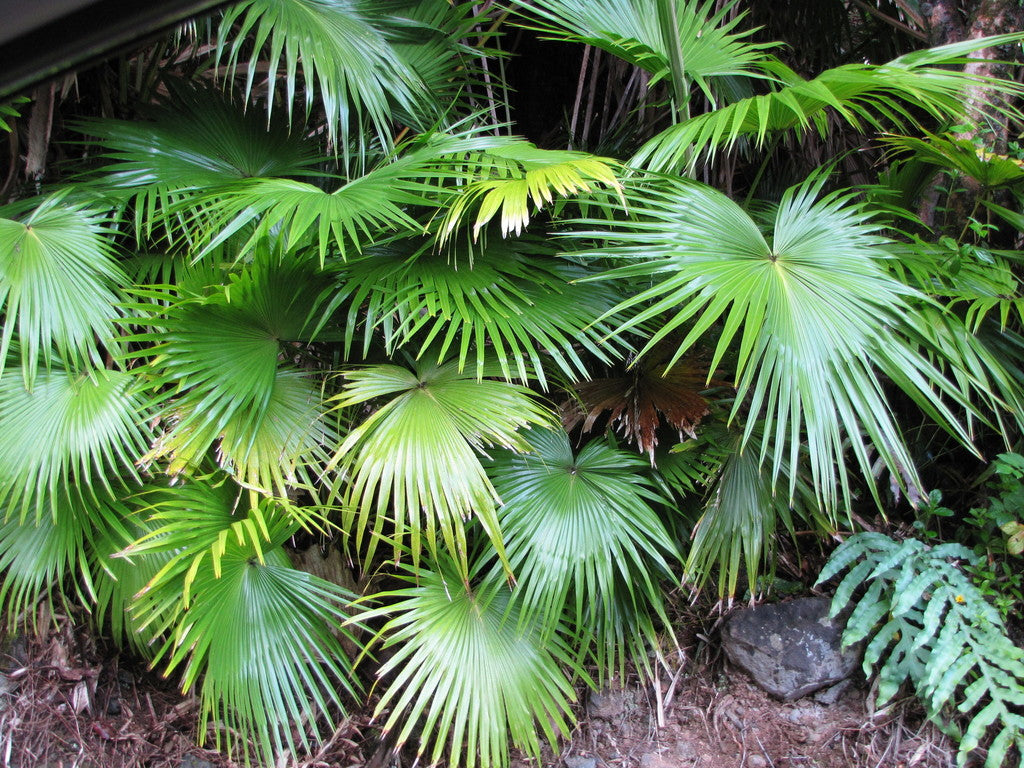 10" Palm Chinese Fan plant photo