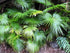 10" Palm Chinese Fan plant photo