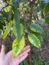 10" Citrus Calamondin Orange plant photo