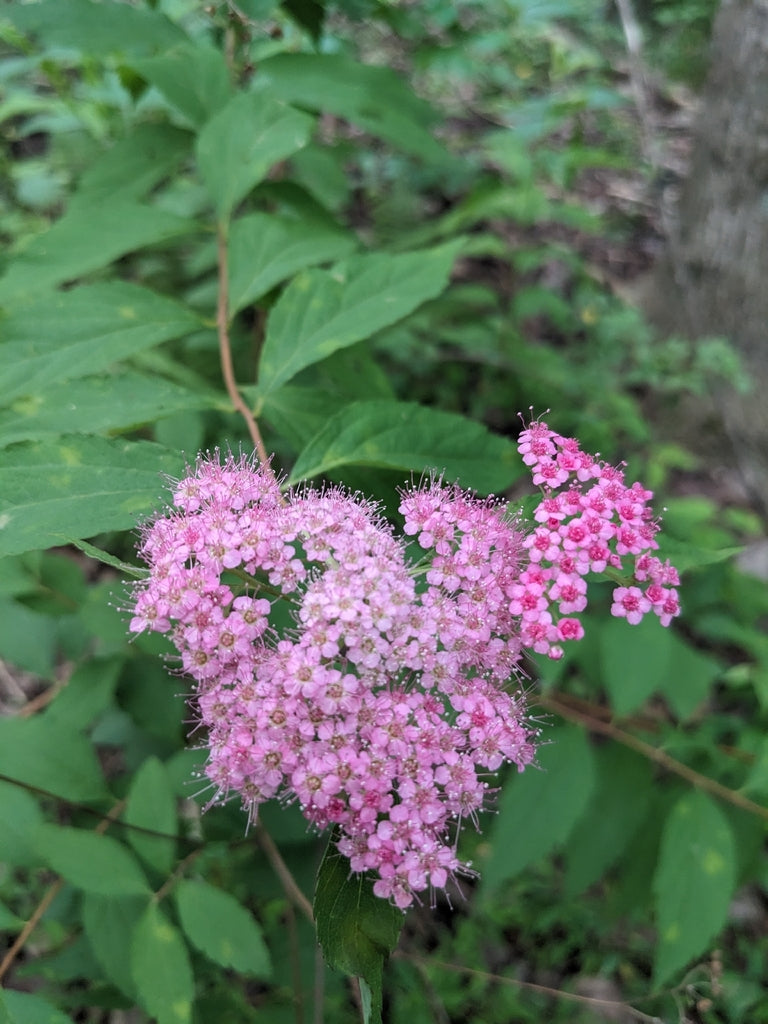 Spirea &