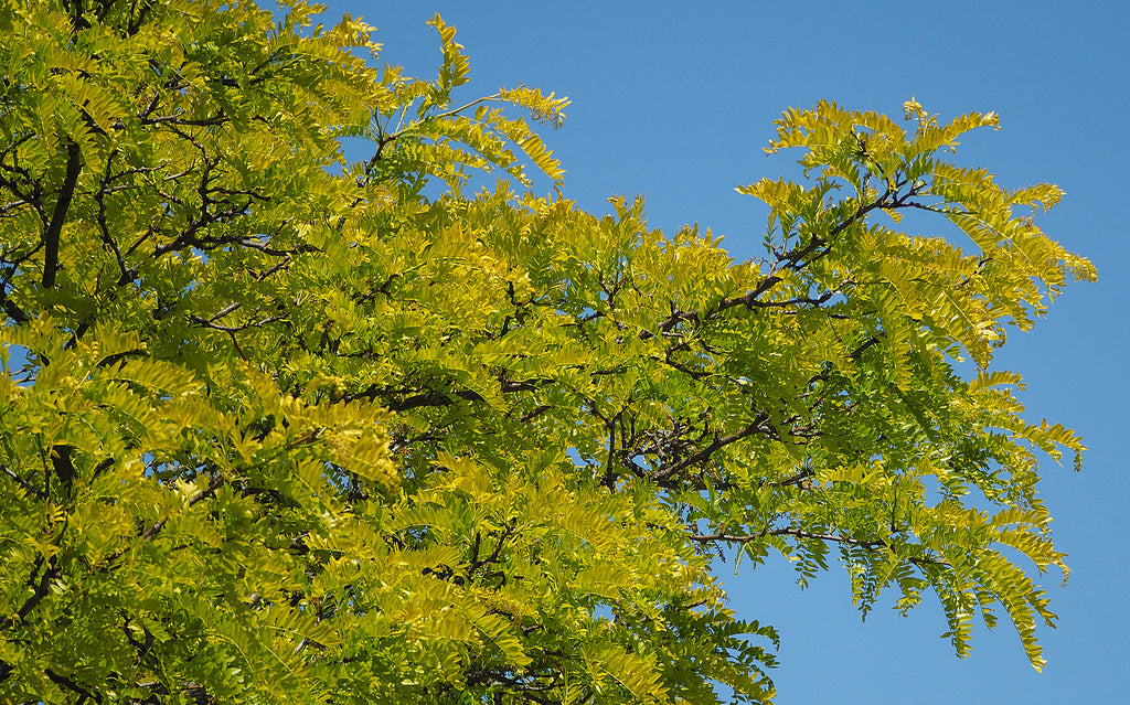 Honeylocust &