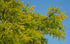 Honeylocust &