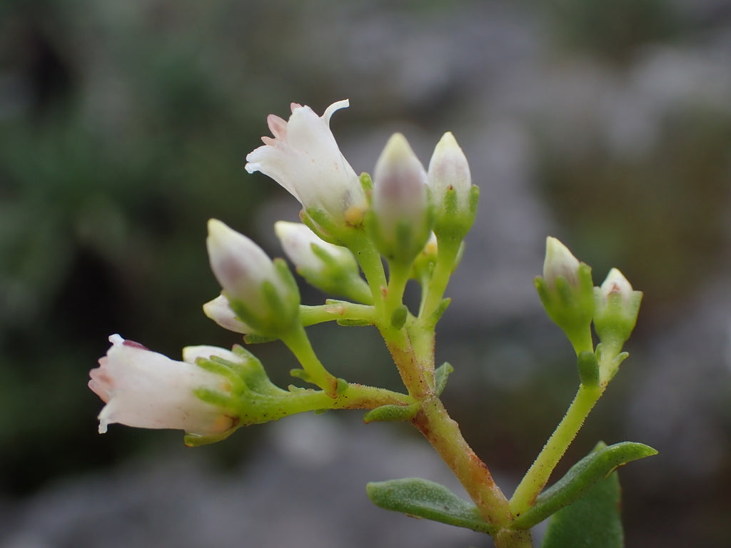 4" Crassula Sarcocaulis plant photo