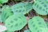 6" Maranta plant photo