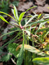 Euphorbia &