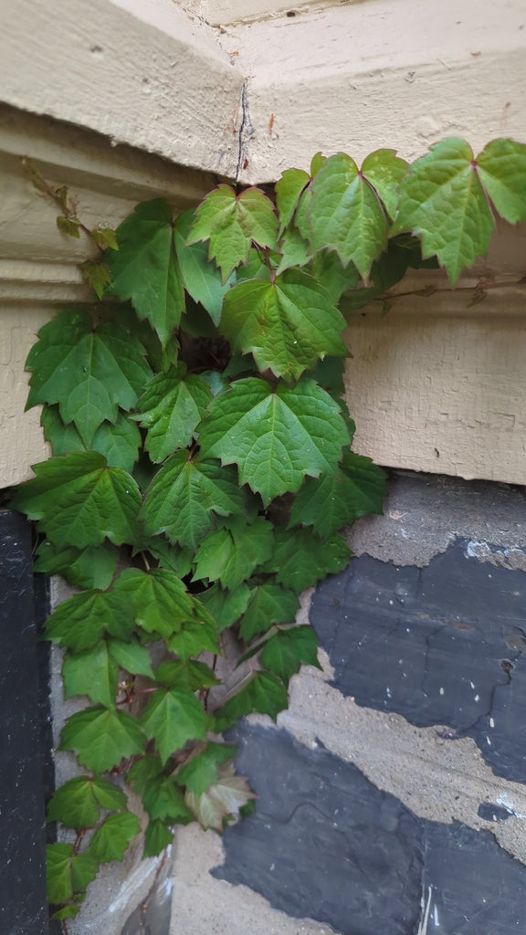 Boston Ivy 