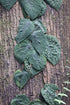 6" Scindapsus plant photo
