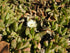 Jewel of Desert Garnet Ice Plant plant photo