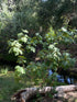 Ficus carica Violette de Bordeaux 1 gal plant photo