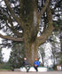 Deodar Cedar B&B 7-8&