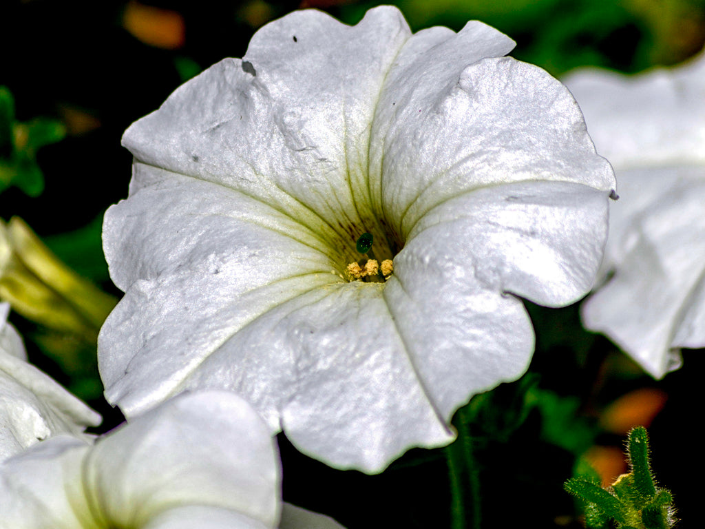 Planted Coco Hanging Basket plant photo