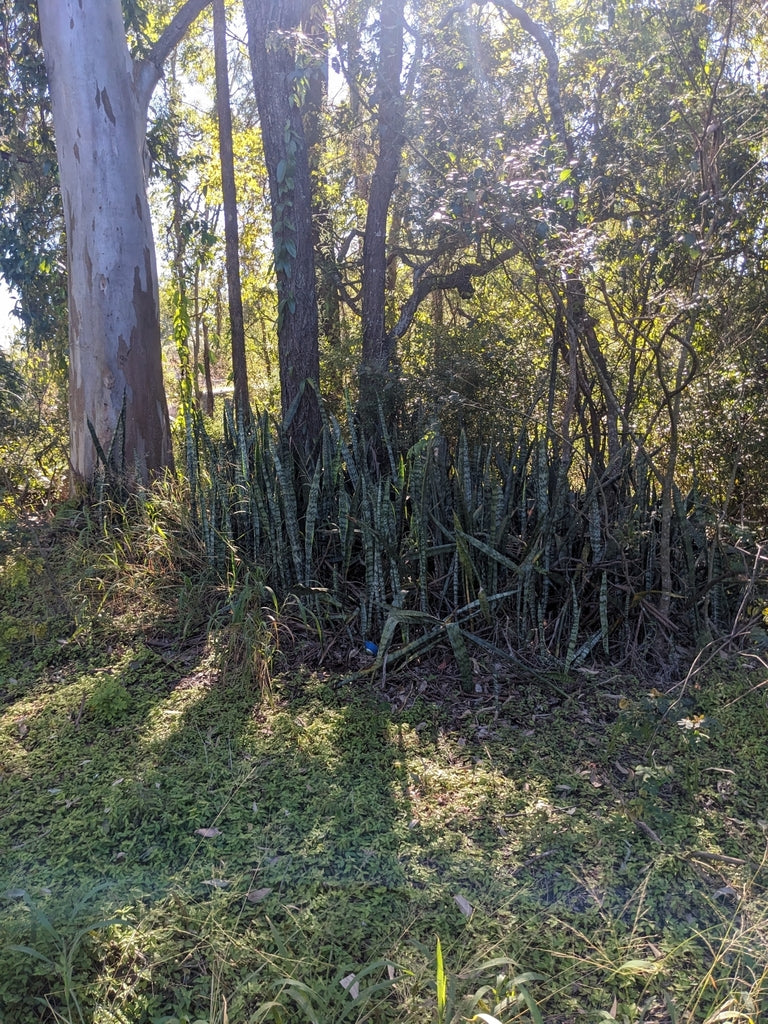 2" Sansevieria Josephine plant photo