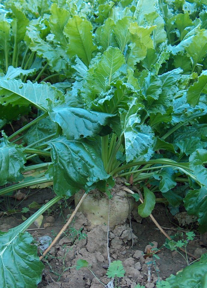 6 pack Swiss Chard plant photo
