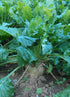 6 pack Swiss Chard plant photo