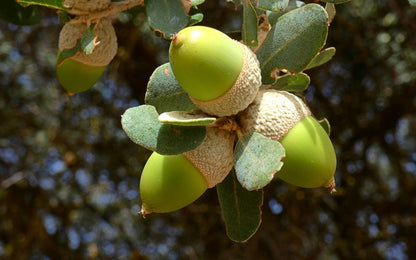 Oak White 