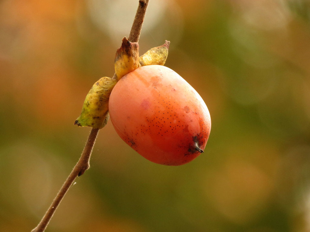 Native Persimmon 