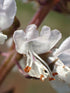 4in Basil Sweet Genovese plant photo