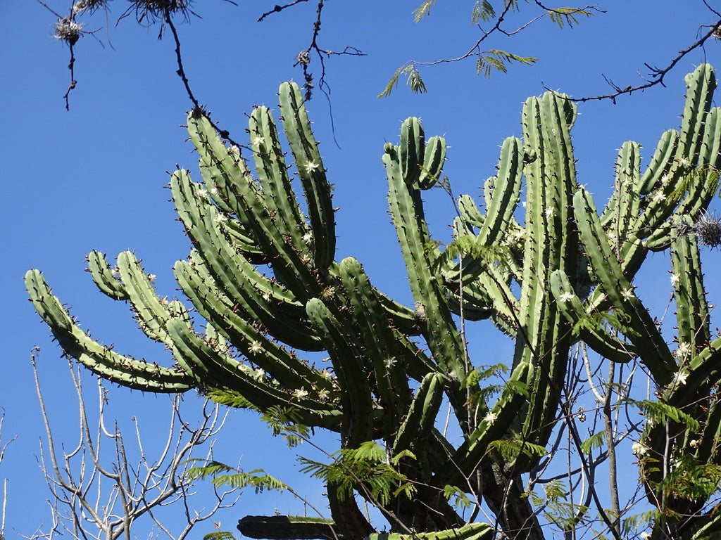 5gal Cactus Myrtillo geometricus product photo