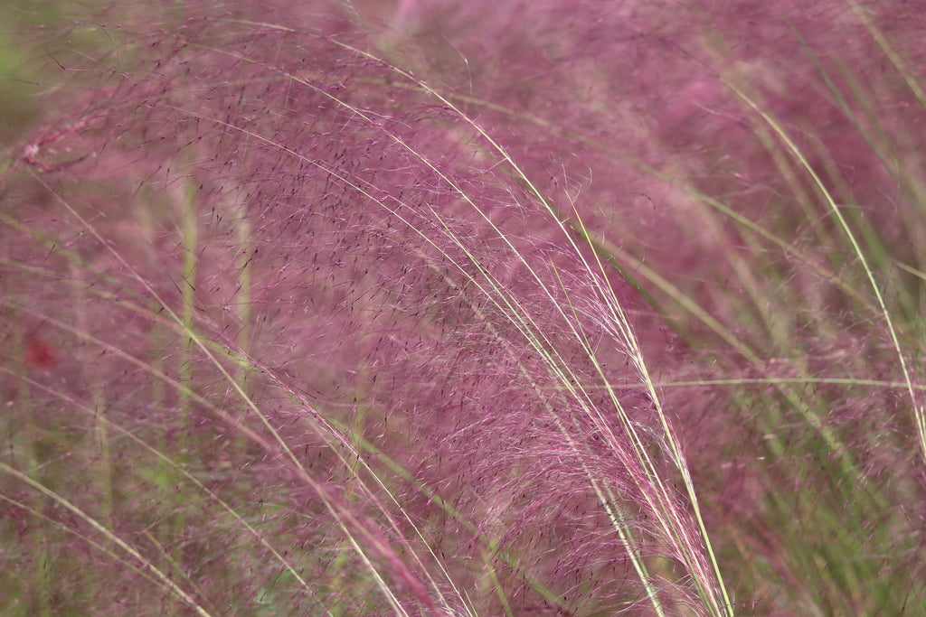 Grass &