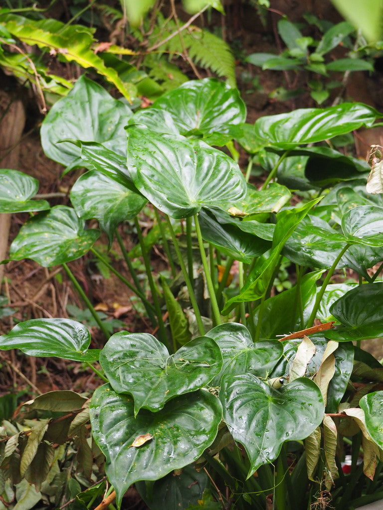 4" Alocasia Morocco plant photo