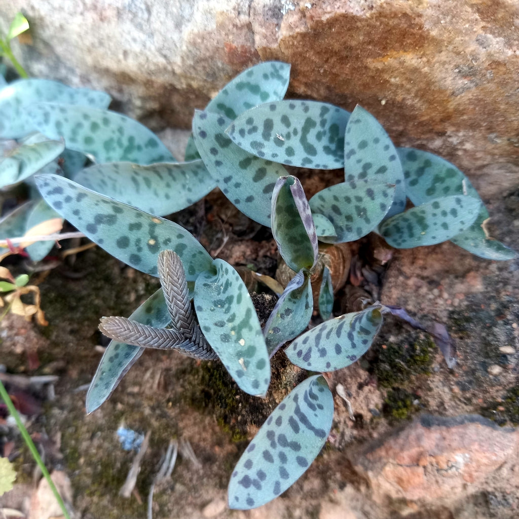 4" Ledebouria Socialis Silver Squill plant photo