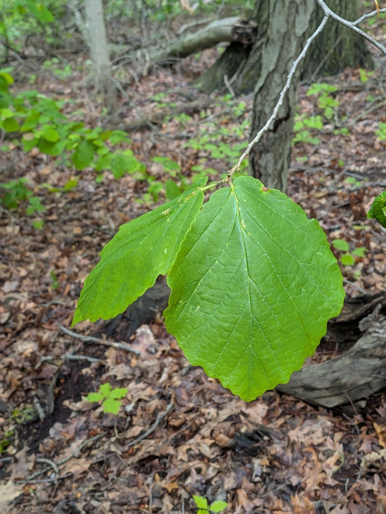 Native witch hazel Bush 