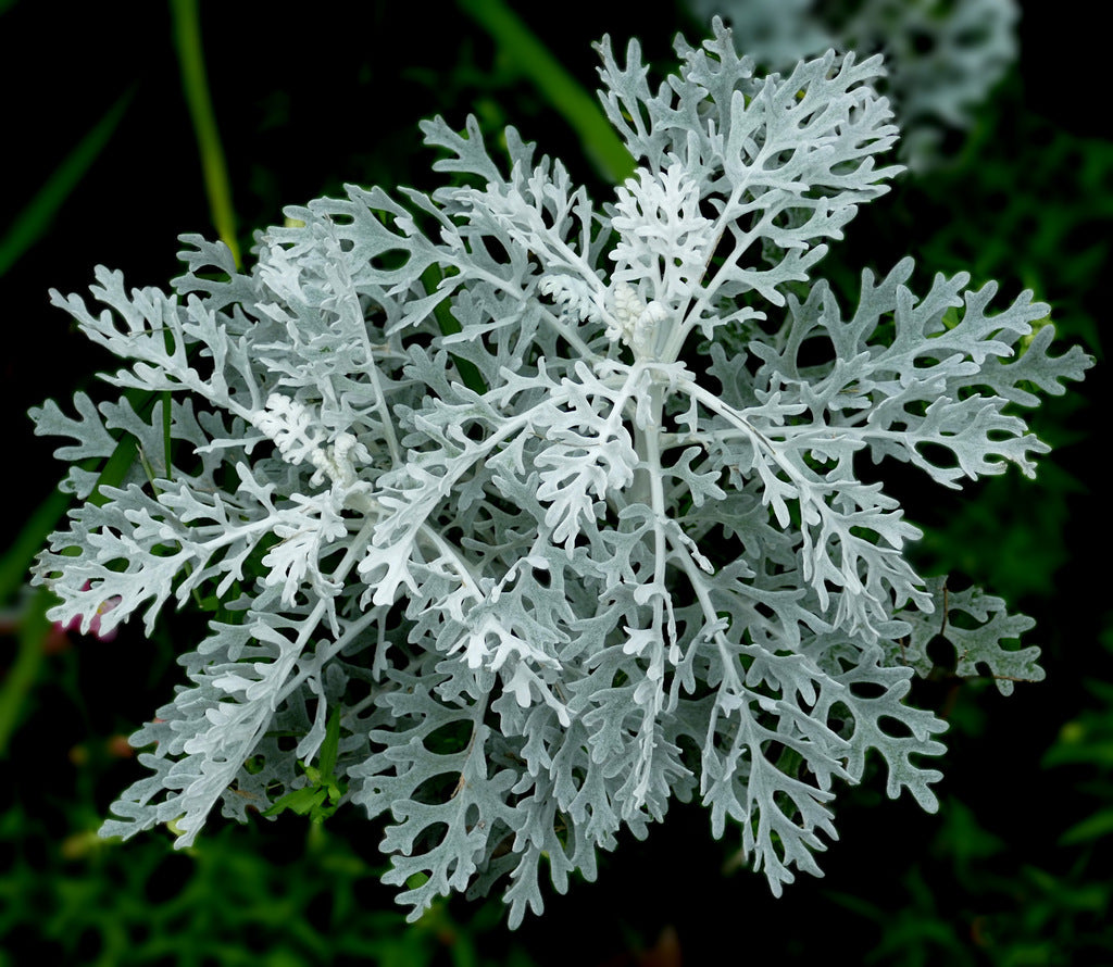 4" Dusty Miller plant photo
