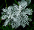 4" Dusty Miller plant photo