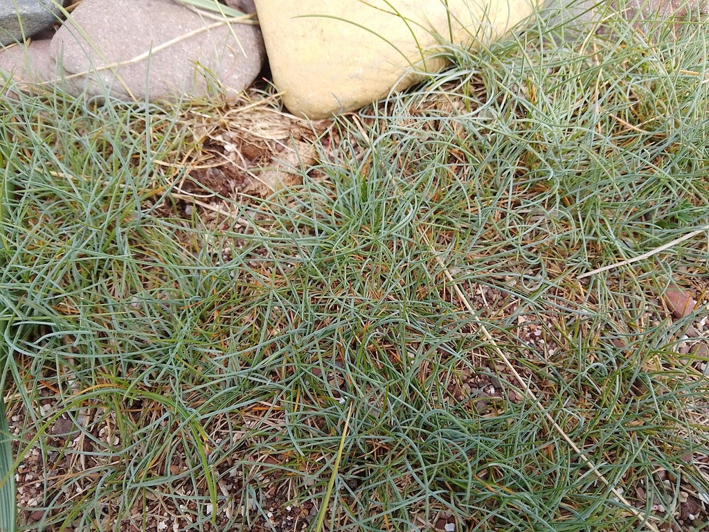 Grass Bunny Blue 6" plant photo