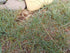 Grass Bunny Blue 6" plant photo