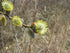 Weeping Pussywillow 