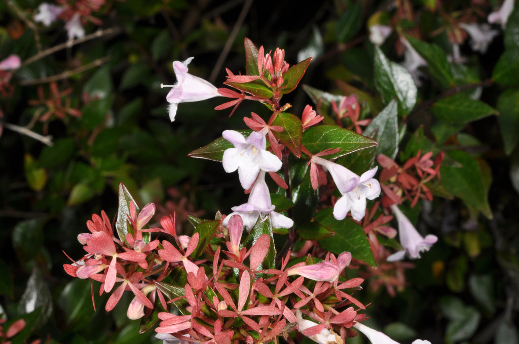 Abelia &
