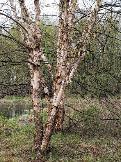 Birch &