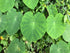 Upright elephant ears xxx large plant photo
