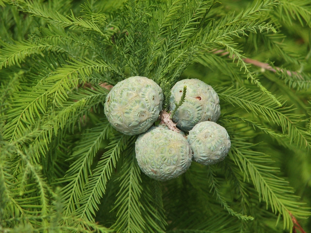 Bald Cypress 