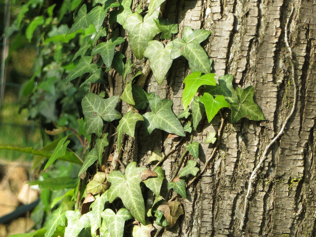 8" Ivy plant photo
