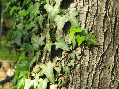 8" Ivy plant photo