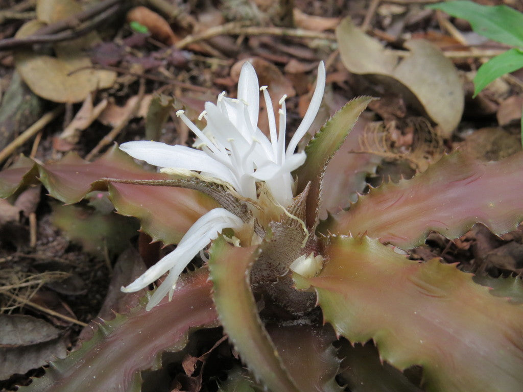 2" Bromeliad Cryptanthus plant photo