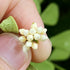 3" Dischidia Oiantha Variegata plant photo