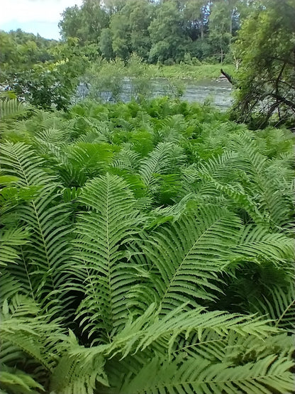 Fern Ostrich Fern 1 gal plant photo