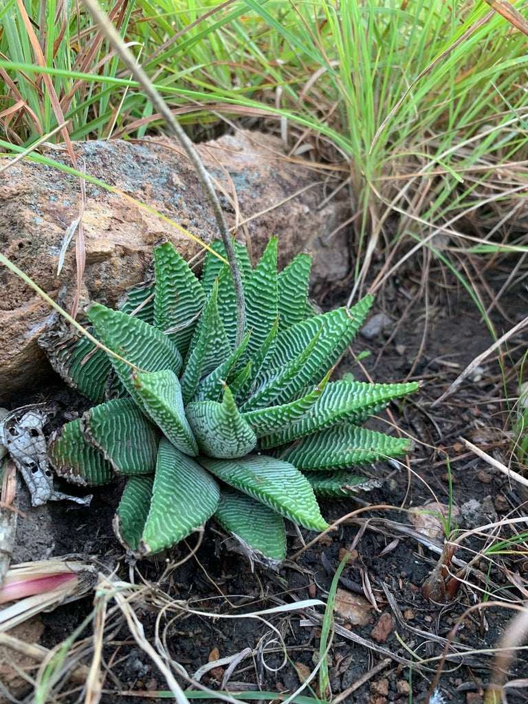 4" Haworthiopsis Limifolia varg. plant photo